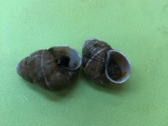-红鼻子桂林米粉(金唐新光界店)
