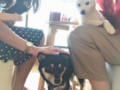 -柴犬小屋·柴餐厅·狗咖食堂(金鼎广场店)