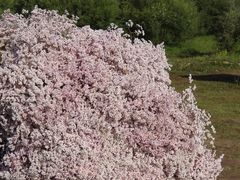 -塞罕坝国家级自然保护区