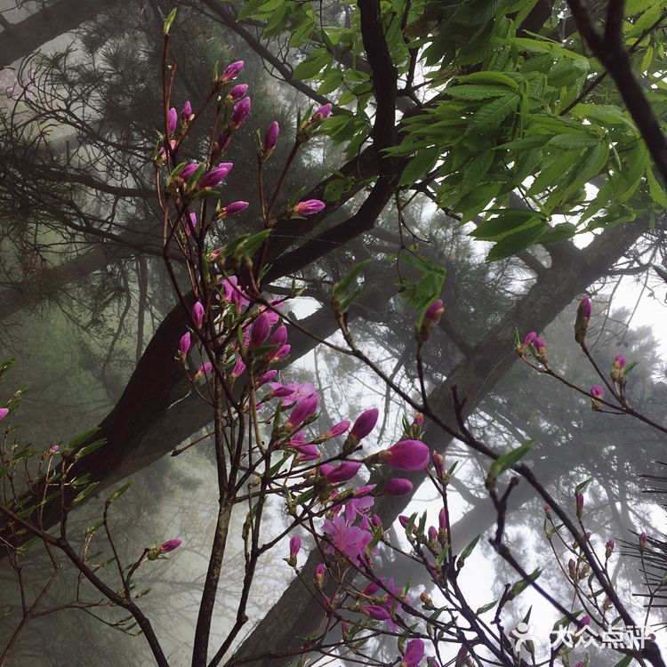 人间四月芳菲尽 花台杜鹃始盛开