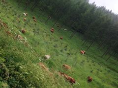 -塞罕坝国家级自然保护区