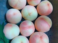 -南汇水蜜桃采摘(大团店)