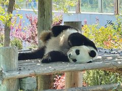 -西霞口神雕山野生动物世界