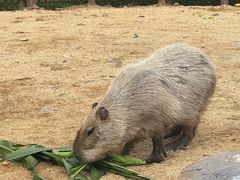 -沈阳森林动物园