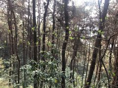 -铁山坪森林公园