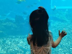 -海棠湾洲际-涛·海底餐厅·美人鱼·自助餐·海底隧道
