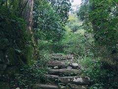 -天目山大树王景区