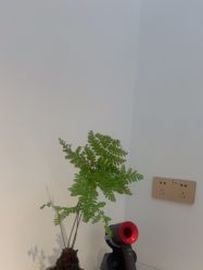 -WENDY·温迪皮肤管理