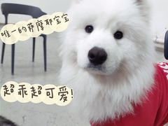 -星多哈·狗咖·拼豆·咖啡