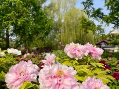 -莲花池公园