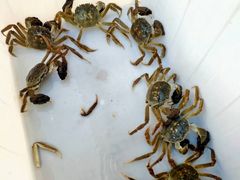 阳澄湖大闸蟹-乡乐园蟹庄·阳澄湖农家乐