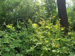 -沈阳辉山风景区