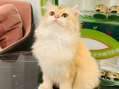 -袖虎·猫馆(体育西路店)
