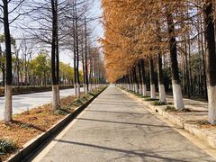 -上海长兴岛郊野公园