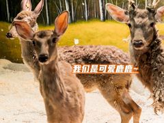 -正佳极地海洋世界