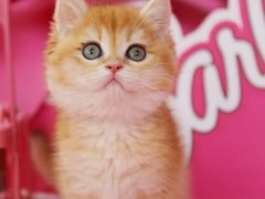 -翊宠yipet猫狗购宠庄园犬舍•猫舍