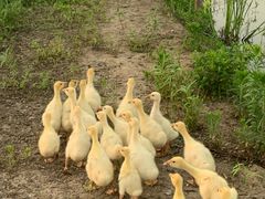 -同銮特种养殖场·龙虾垂钓