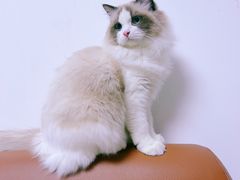 -天宠宠物医院24小时·急重症诊疗中心·全科·腔镜特色(和平分院)