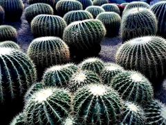 -南山植物园
