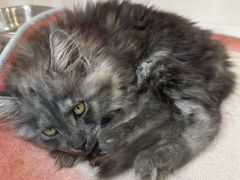 -青奢宠物·青奢猫舍