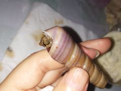 -大锅强·蒸海鲜青岛菜(吾悦广场店)