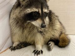 -浣熊柯尔鸭土拨鼠·电玩咖