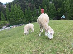 -神户市立六甲山牧场