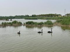 -南大港湿地风景区
