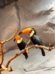 -Zoolung Zoolung动物主题公园(海信广场店)