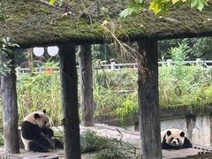 -中国大熊猫保护研究中心雅安碧峰峡基地