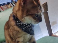 -猫色咖啡·猫咖