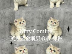 -小猫来了·猫舍(红山六九七九店)