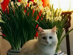 -北京观赏动物医院·24小时大型综合·猫专科·异宠专科