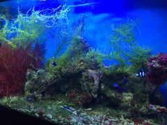 -御唐府海珊瑚主题餐厅
