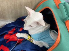 -北京观赏动物医院·24小时大型综合·猫专科·异宠专科