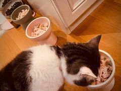 -凯特喵百思猫专科医院