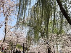 -羊山湖公园