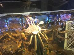 -蟹之国·精品蟹料理(极地店)