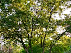 -盘龙城国家考古遗址公园