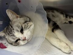 -中农国际动物医院24小时·猫科·骨科·急重症中心