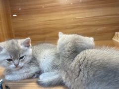 -猫十亿·布偶金渐层·曼基康矮脚猫舍(青年路店)