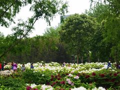 -莲花池公园