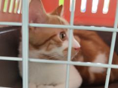 -艾吉宠物医院·疑难杂症转诊中心·猫友好(碧江路院)