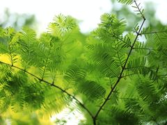 -桤木河湿地公园