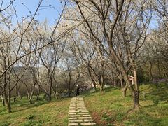 -苏州上方山国家森林公园