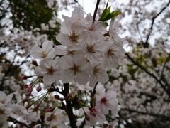 -高东镇樱花园