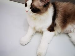 -糯米喵星人·撸猫猫舍咖啡馆(西市场嘉华店)