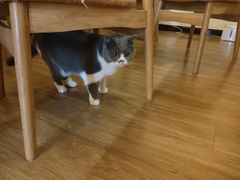 -滚猫咖啡·猫咖·猫友好撸猫(未来城店)