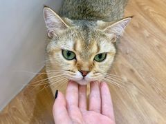 -COLOR PETS 撸猫馆·购猫·猫咖(长风大悦城店)