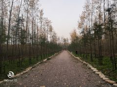 -合肥滨湖国家森林公园